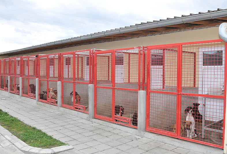 dog boarding kennel