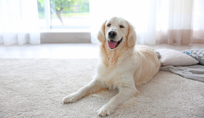 A dog laying on a carpet