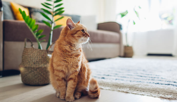 A cat sitting on the floor